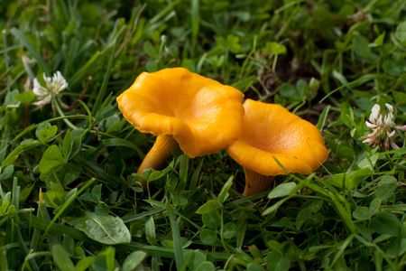 Chanterelle in the grass. Focus on chanterelle.の写真素材