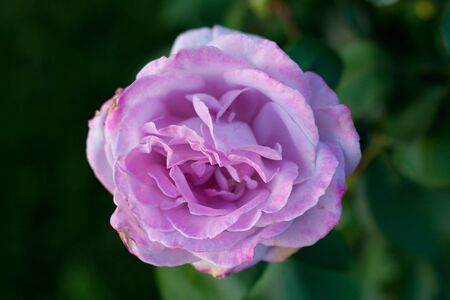Rose on green background. Selective focus.の写真素材