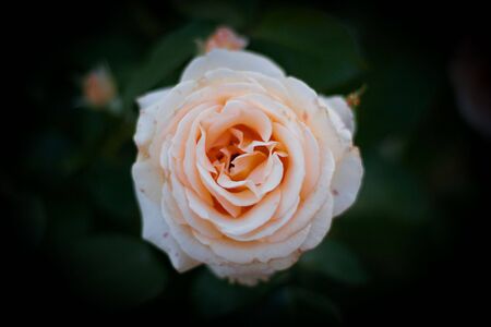 Rose on green background. Selective focus. Vignette.の写真素材