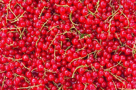 Ripe red currant. Full frame.の写真素材