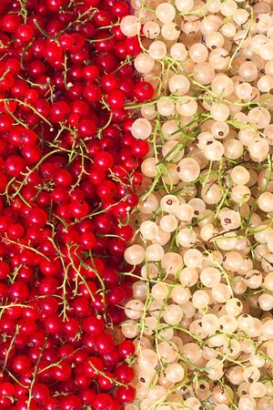 Red white currants. Full frame.の写真素材