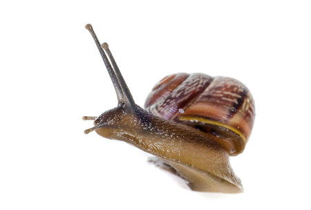 Snail close-up, macro 