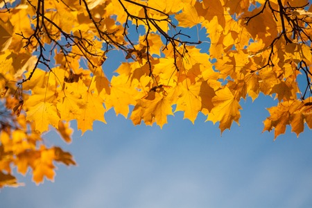Autumn maple leaf in sky  Nature composition の写真素材