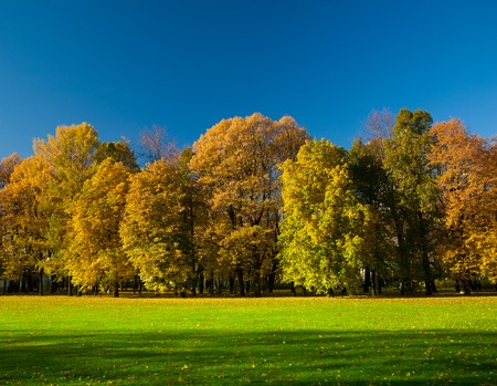 Beautiful meadow in the park  Autumn forest の写真素材