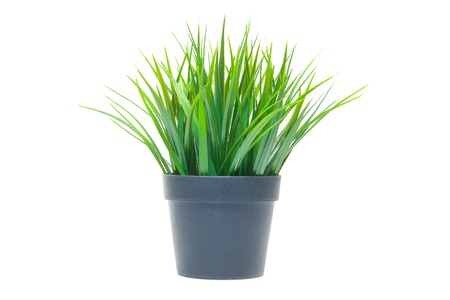 The green grass isolated on white. Side view.の写真素材