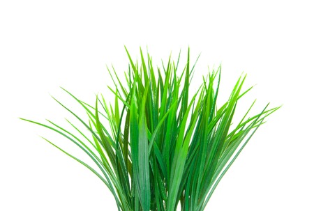 The green grass isolated on white. Side view.の写真素材