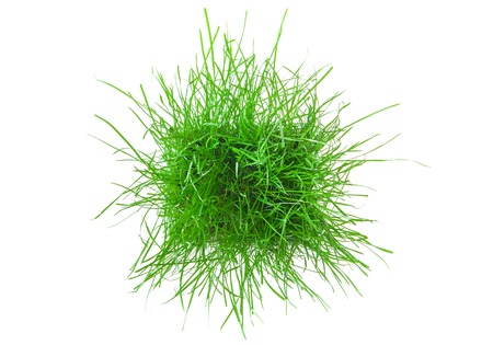 The green grass isolated on white. Top view.の写真素材