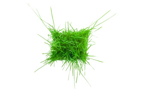 The green grass isolated on white. Top view.の写真素材