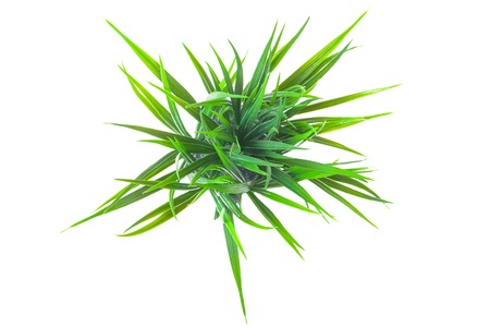 The green grass isolated on white. Top view.の写真素材