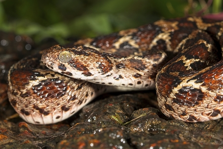 Saw-scaled viper or Echis is a small venomous viper found in western ghats of India. It is considered one of the big four venomous snakes of India.の写真素材