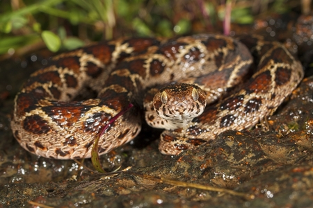 Saw-scaled viper or Echis is a small venomous viper found in western ghats of India. It is considered one of the big four venomous snakes of India.の写真素材