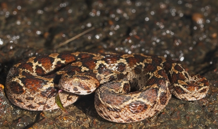 Saw-scaled viper or Echis is a small venomous viper found in western ghats of India. It is considered one of the big four venomous snakes of India.の写真素材