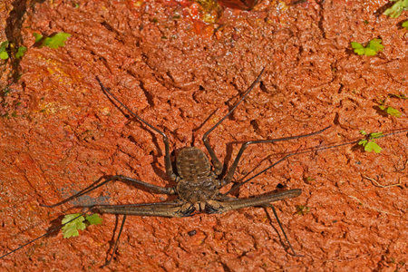 Amblypygi or a Whip spider at Goa