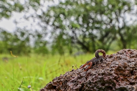 Indian Red Scorpion at plains in Bhagwan Mahavir Wildlige Sanctuary which is a part of western ghats falling in Goaの写真素材