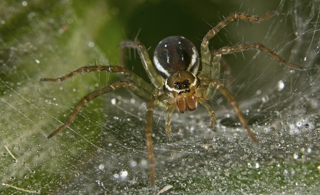 Macro photograph of funnel web spider or agelenidae  taken at Amboli in Maharashtraの写真素材