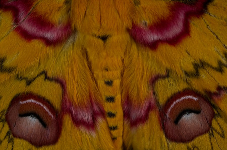 Striking and Beautiful wing patters of golden emperor moth or Leopa Katinka shot at amboliの写真素材