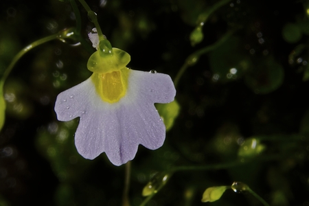 Flower of Utricularia Striatula plant or Striped Bladderwort which is an insectivorous plant in western ghats of india.の写真素材