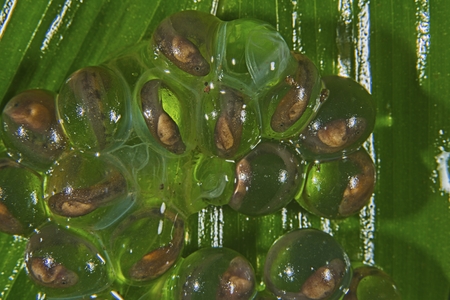 Winkled Frog or Nictybatrachus eggs with live tadpoles inside itの写真素材