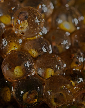 Eggs of a wrinkled frog with tadpoles clearly visible inside the eggs