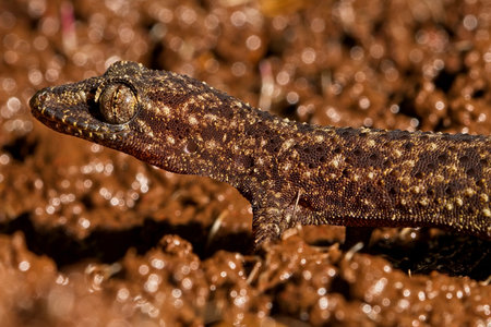 Close up shot of brooks gecko or hemidactylus brokiiの写真素材