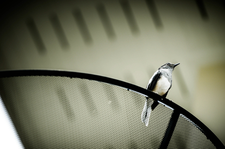 magpie robin bird stay aloneの写真素材