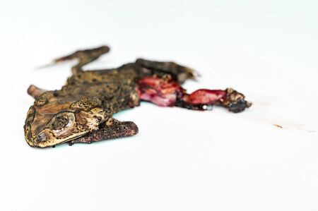 dry and flat toad, frog death on white backgroundの写真素材