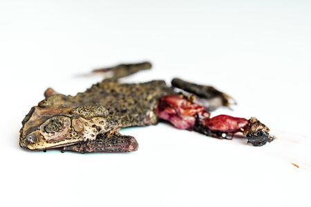 dry and flat toad, frog death on white backgroundの写真素材