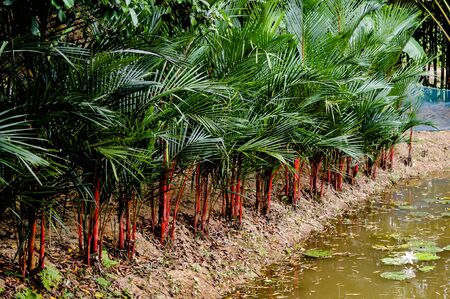 red palm in the gardenの写真素材