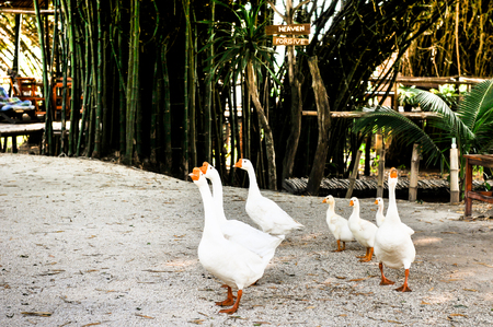 group of White domestic goose walking on the grassの写真素材