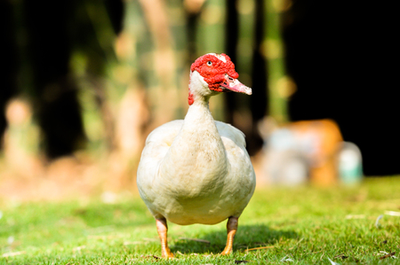 white duck red nose standing on the grassの写真素材