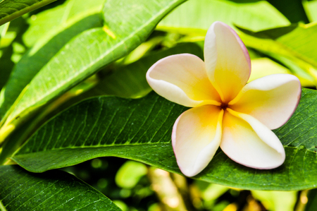 pumeria on leaf, flower white colorの写真素材