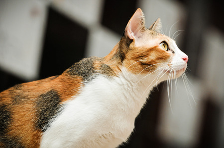 Siamese cat in Thailand, very cute, funy and smart cat in the worldの写真素材