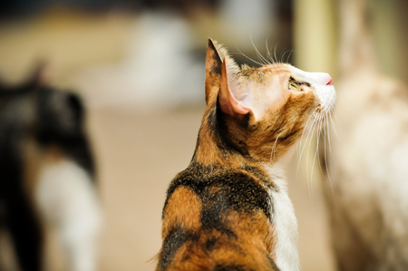 Siamese cat in Thailand, very cute, funy and smart cat in the worldの写真素材