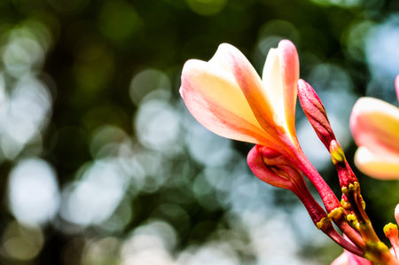 pumeria with bokeh background, flower pink colorの写真素材