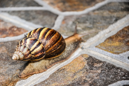 Snail walking in the park ,after raining dayの写真素材