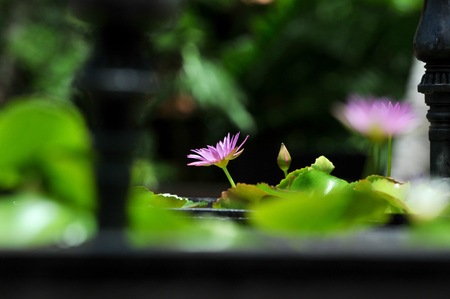 Pink color lotus, beautiful flower in Thailand.の写真素材