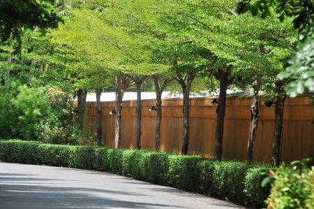 trees in a rowの写真素材