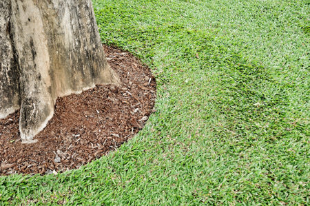 round of green grass and the strong base of the tree, Roots buried deep in the soil.