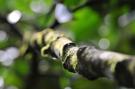 Green moss on the tree, defocused bokeh backgroundの写真素材