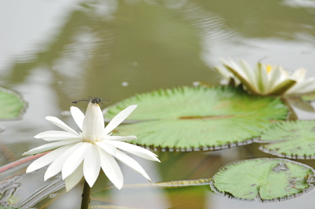 Lotus flower, white lotus flower with reflection in the lake water.の写真素材