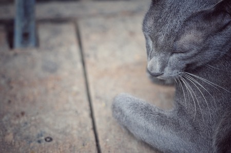 Cat, Siamese cat in Thailand, very cute, funny and smart cat in the worldの写真素材