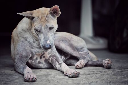 A Stray dog lie down on the floor in the house, urban place, Thailandの写真素材