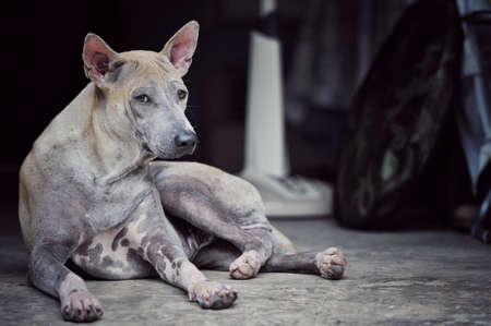 A Stray dog lie down on the floor in the house, urban place, Thailandの写真素材