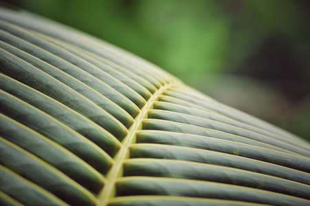 coconut leaf background, beautiful tree leaf, selective focus