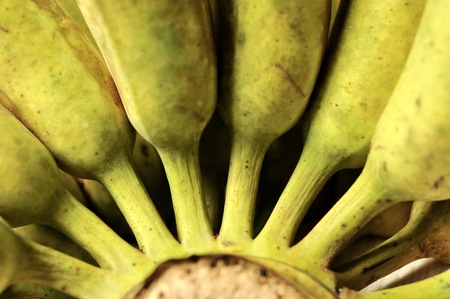 Thai Cultivated Banana for Thai ingredient dessert recipes such as glutinous rice steamed in banana leaf, banana in coconut milk , Thai bananaの写真素材