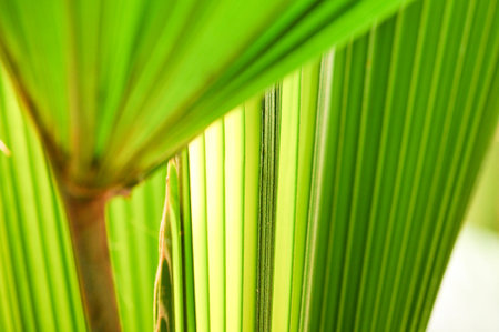 Lines and textures of Green Palm leaves with light of sunshine in tropical forest