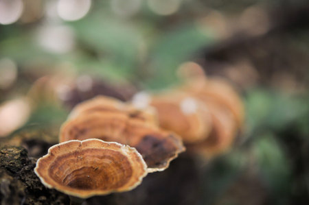 wild mushroom on the tree in the tropical garden ,Texture of green leaves, leaf in tropical Forest....