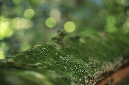 moss on the tree in the tropical garden ,Texture of green leaves, leaf in tropical Forest. Garden and Green wall.の写真素材