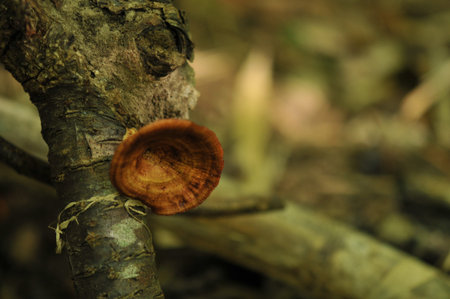 wild mushroom in the tropical garden ,Texture of green leaves, leaf in tropical Forest. Garden and...