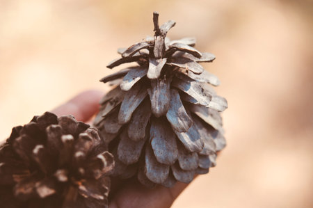 Close up of hand holding a pine cone with a natural blurred background.